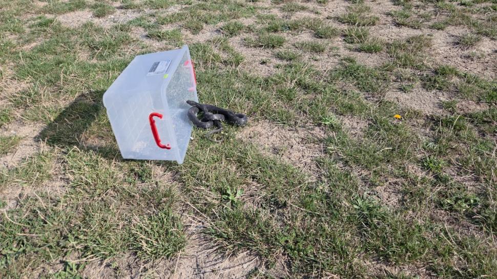 Un șarpe de 1,5 metri a apărut printre șezlonguri, pe plaja din stațiunea Venus: Turiștii panicați au sunat la 112 1085550