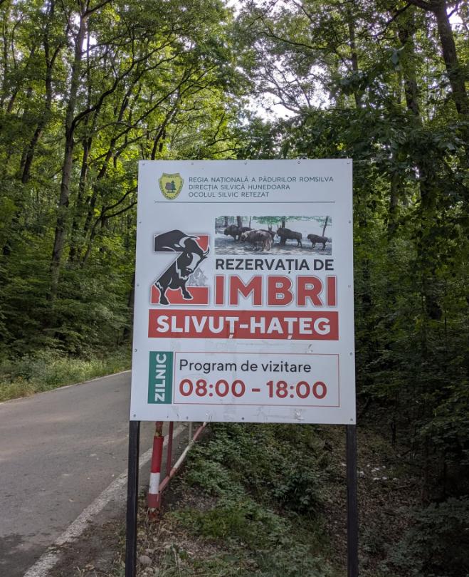 Cel mai așteptat zimbru la Rezervația Hațeg-Slivuț. Romanița este prima femelă născută după șapte ani 1085832
