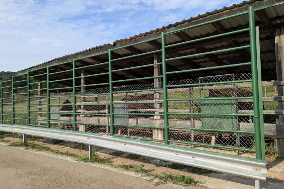 Cel mai așteptat zimbru la Rezervația Hațeg-Slivuț. Romanița este prima femelă născută după șapte ani 1085833