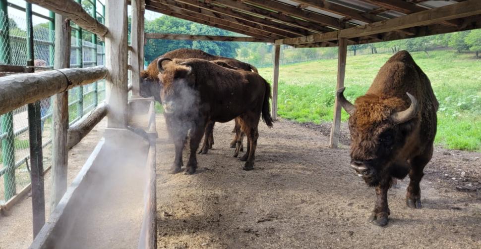 Cel mai așteptat zimbru la Rezervația Hațeg-Slivuț. Romanița este prima femelă născută după șapte ani 1085834