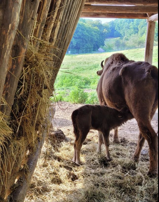 Cel mai așteptat zimbru la Rezervația Hațeg-Slivuț. Romanița este prima femelă născută după șapte ani 1085838