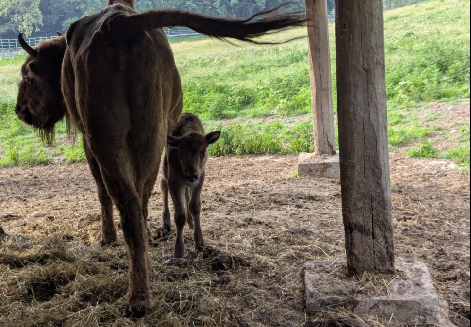 Cel mai așteptat zimbru la Rezervația Hațeg-Slivuț. Romanița este prima femelă născută după șapte ani 1085839