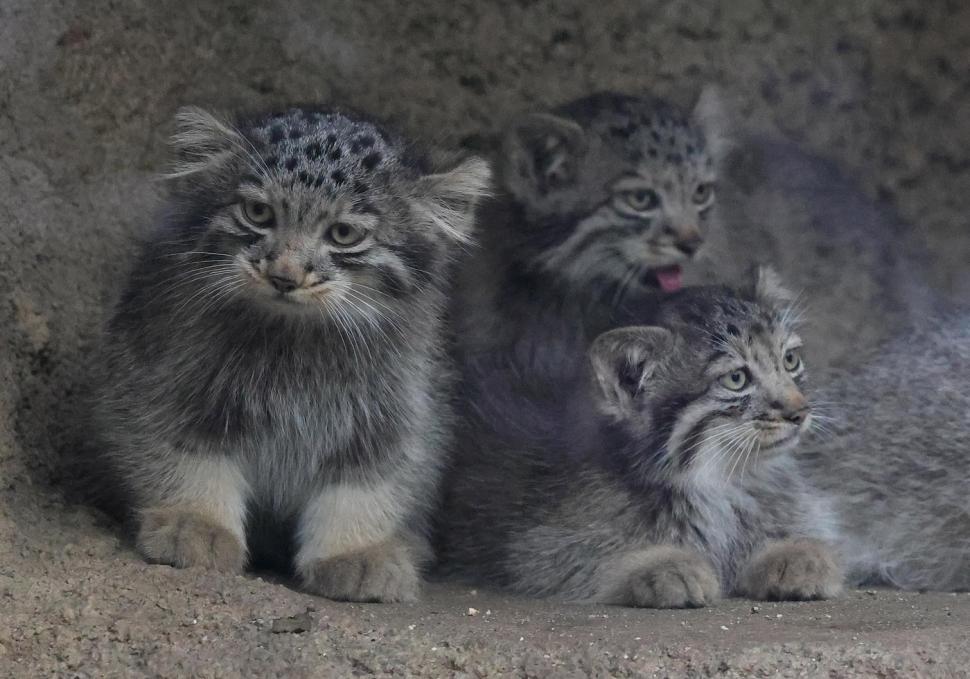 Creaturi pufoase din preistorie: pui de manul s-au născut la un zoo din Japonia. Felina arată la fel de 6 milioane de ani 1085246