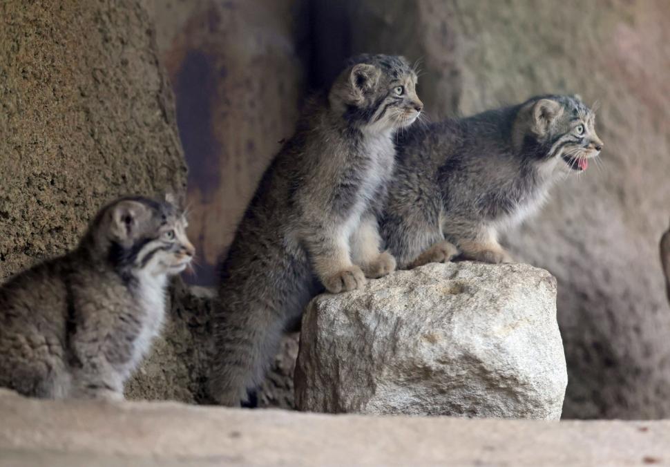 Creaturi pufoase din preistorie: pui de manul s-au născut la un zoo din Japonia. Felina arată la fel de 6 milioane de ani 1085247