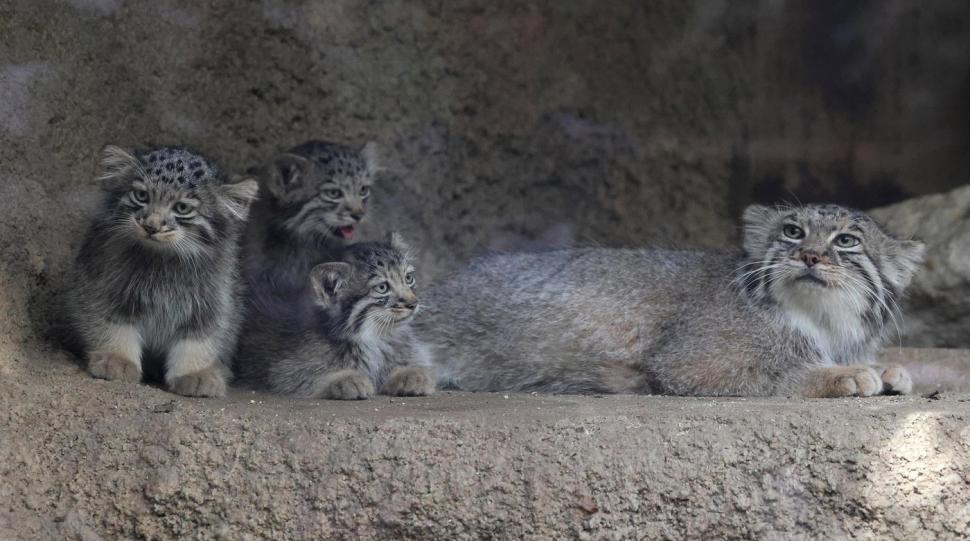 Creaturi pufoase din preistorie: pui de manul s-au născut la un zoo din Japonia. Felina arată la fel de 6 milioane de ani 1085248