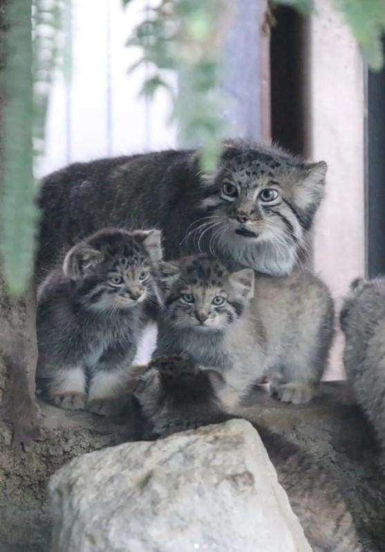 Creaturi pufoase din preistorie: pui de manul s-au născut la un zoo din Japonia. Felina arată la fel de 6 milioane de ani 1085249