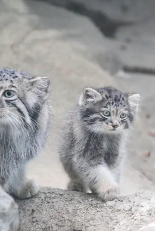 Creaturi pufoase din preistorie: pui de manul s-au născut la un zoo din Japonia. Felina arată la fel de 6 milioane de ani 1085250