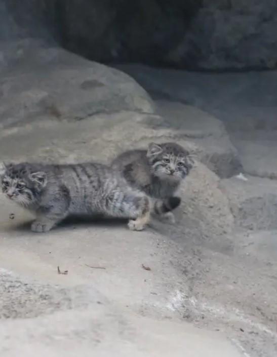 Creaturi pufoase din preistorie: pui de manul s-au născut la un zoo din Japonia. Felina arată la fel de 6 milioane de ani 1085251