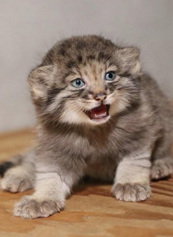 Creaturi pufoase din preistorie: pui de manul s-au născut la un zoo din Japonia. Felina arată la fel de 6 milioane de ani 1085252