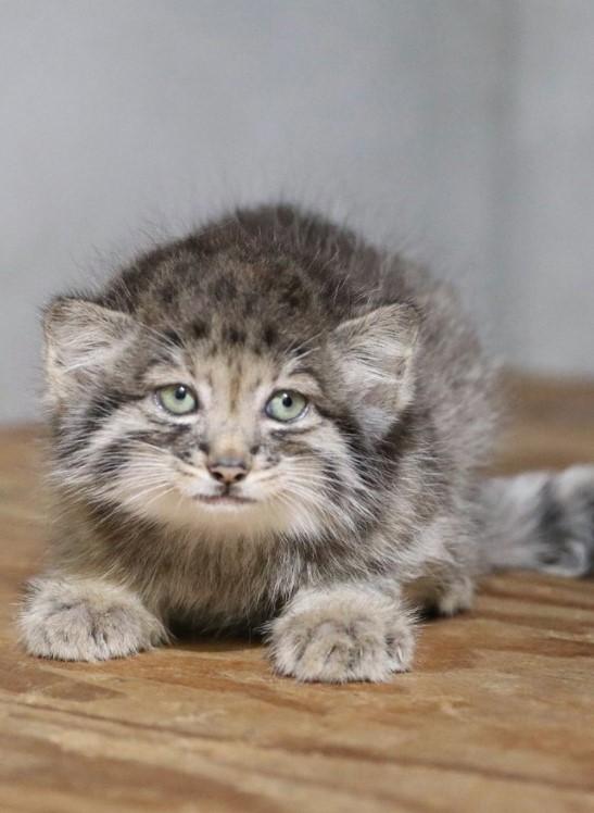 Creaturi pufoase din preistorie: pui de manul s-au născut la un zoo din Japonia. Felina arată la fel de 6 milioane de ani 1085253