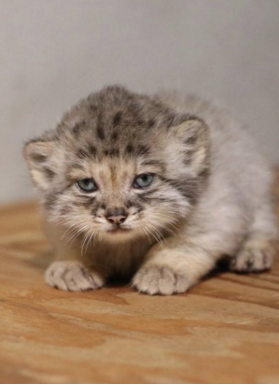 Creaturi pufoase din preistorie: pui de manul s-au născut la un zoo din Japonia. Felina arată la fel de 6 milioane de ani 1085254