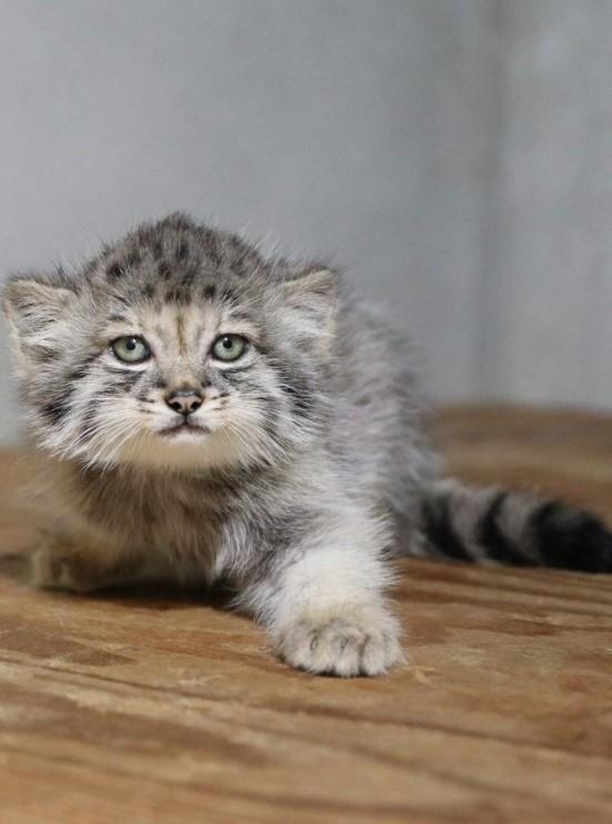Creaturi pufoase din preistorie: pui de manul s-au născut la un zoo din Japonia. Felina arată la fel de 6 milioane de ani 1085255