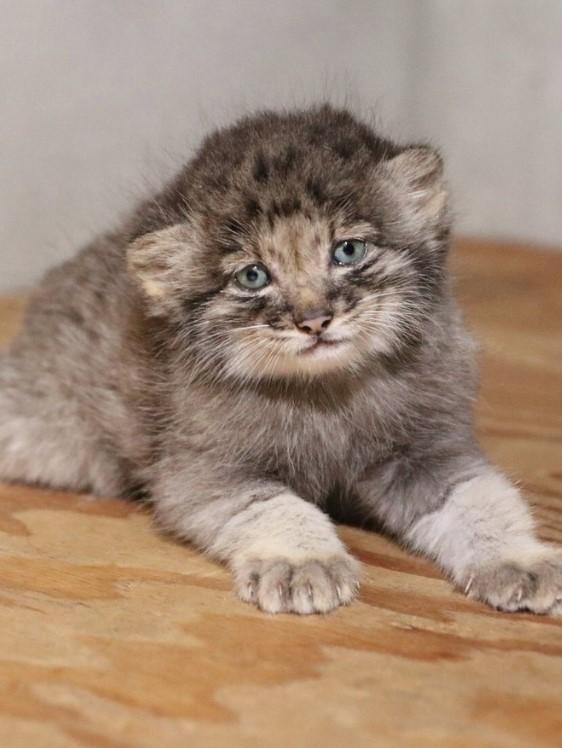 Creaturi pufoase din preistorie: pui de manul s-au născut la un zoo din Japonia. Felina arată la fel de 6 milioane de ani 1085256