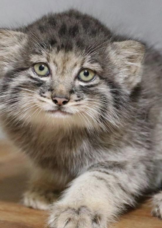 Creaturi pufoase din preistorie: pui de manul s-au născut la un zoo din Japonia. Felina arată la fel de 6 milioane de ani 1085257
