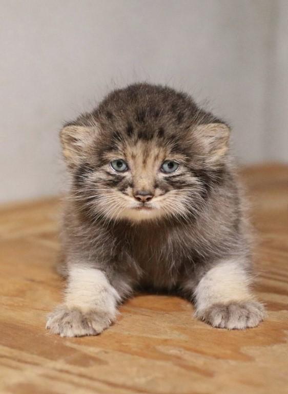 Creaturi pufoase din preistorie: pui de manul s-au născut la un zoo din Japonia. Felina arată la fel de 6 milioane de ani 1085258