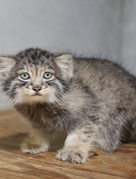 Creaturi pufoase din preistorie: pui de manul s-au născut la un zoo din Japonia. Felina arată la fel de 6 milioane de ani 1085259