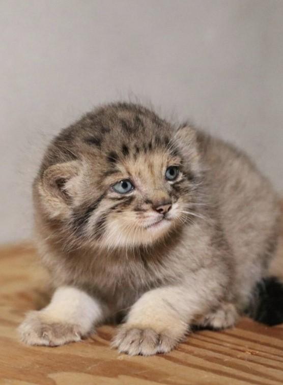Creaturi pufoase din preistorie: pui de manul s-au născut la un zoo din Japonia. Felina arată la fel de 6 milioane de ani 1085260