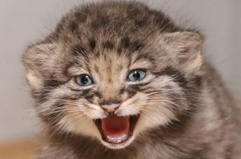 Creaturi pufoase din preistorie: pui de manul s-au născut la un zoo din Japonia. Felina arată la fel de 6 milioane de ani 1085261