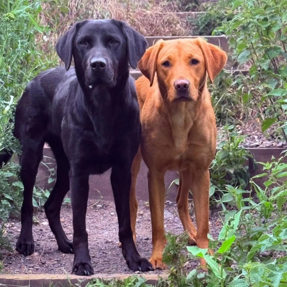 Labrador coborât pe targă de salvamontiști, după ce ar fi consumat cannabis pe un munte din Marea Britanie 1084888