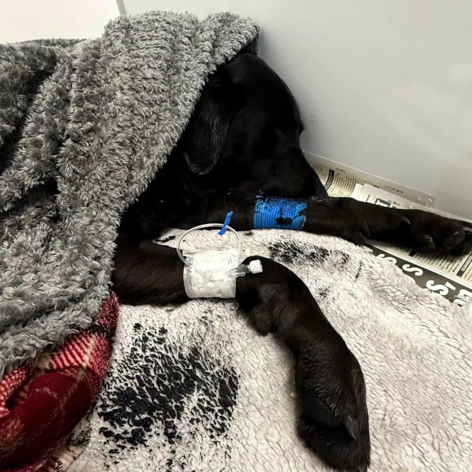 Labrador coborât pe targă de salvamontiști, după ce ar fi consumat cannabis pe un munte din Marea Britanie 1084890