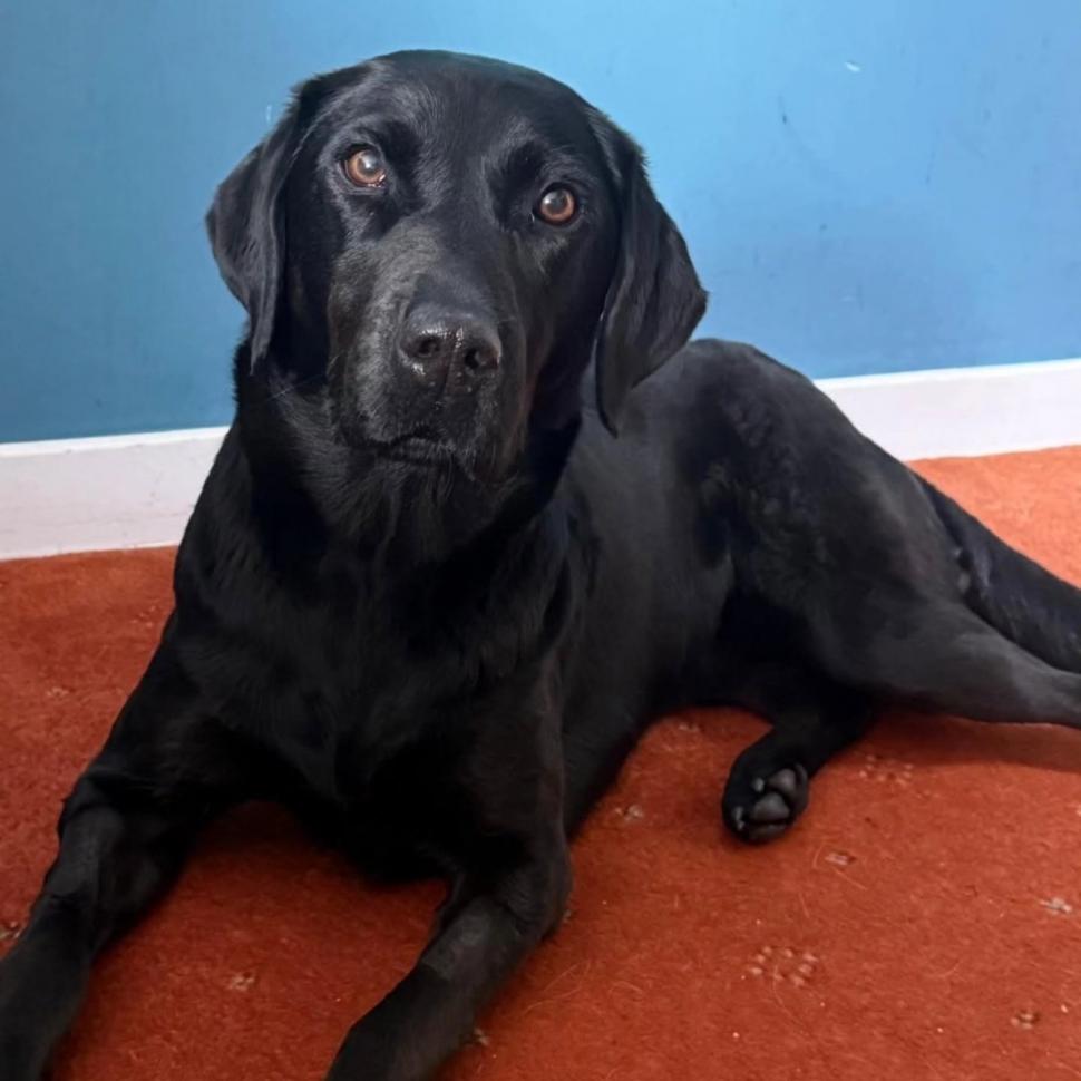 Labrador coborât pe targă de salvamontiști, după ce ar fi consumat cannabis pe un munte din Marea Britanie 1084891