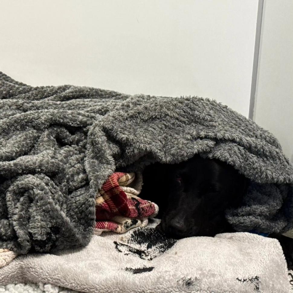 Labrador coborât pe targă de salvamontiști, după ce ar fi consumat cannabis pe un munte din Marea Britanie 1084892