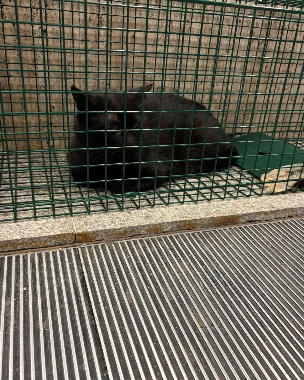 Pisicul de la metroul Titan a fost salvat după patru ani printre șine. Acum îl cheamă Mișu și are deja un stăpân care îl așteaptă 1086022