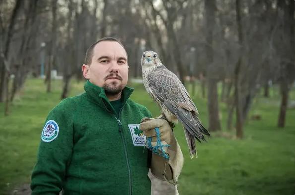 Romeo a devenit cel mai bătrân şoim dunărean. A atins recordul de 32 de ani și locuiește acum în sectorul "Casa Albă" 1085923