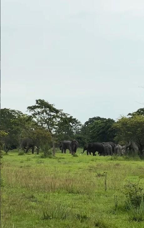 Un bărbat care a început să planteze copaci acum 40 de ani pe un teren arid a crescut între timp o pădure de 52 ha, plină de animale 1086429