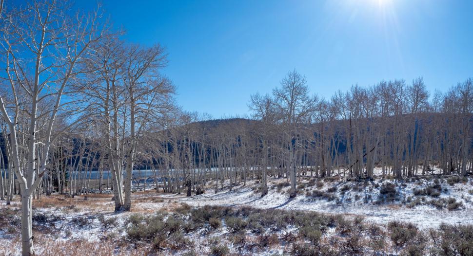 Cel mai greu organism viu din lume pare pădure, dar e un singur copac: Pando are 47.000 de trunchiuri și vârsta de peste 16.000 de ani 1086967