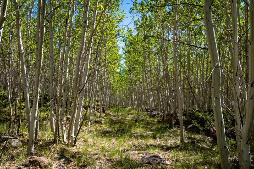 Cel mai greu organism viu din lume pare pădure, dar e un singur copac: Pando are 47.000 de trunchiuri și vârsta de peste 16.000 de ani 1086968