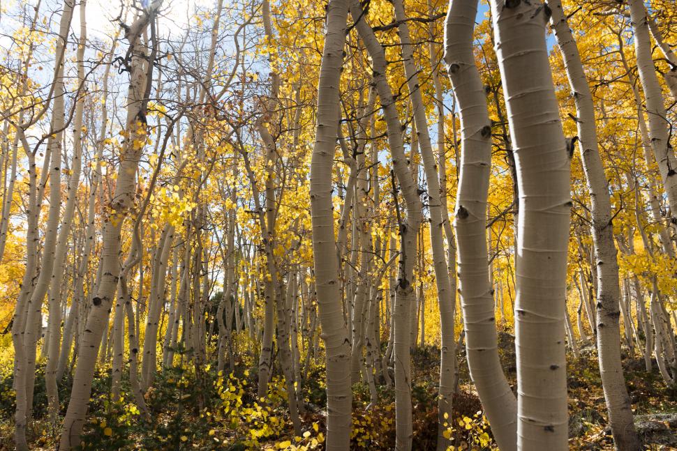 Cel mai greu organism viu din lume pare pădure, dar e un singur copac: Pando are 47.000 de trunchiuri și vârsta de peste 16.000 de ani 1086970