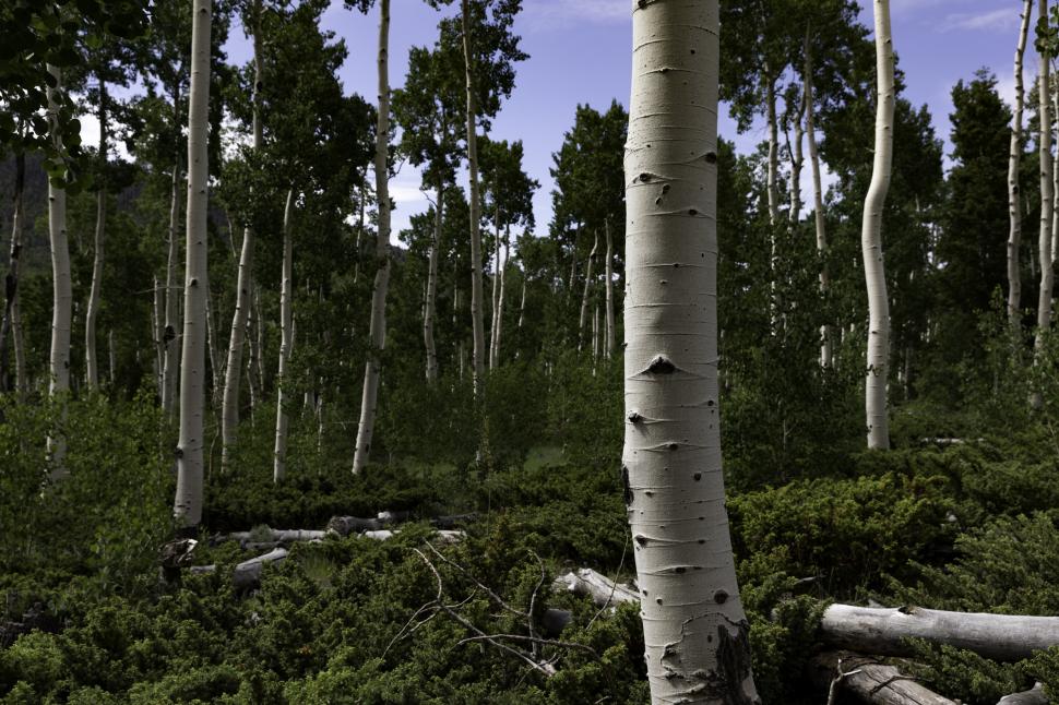 Cel mai greu organism viu din lume pare pădure, dar e un singur copac: Pando are 47.000 de trunchiuri și vârsta de peste 16.000 de ani 1086971