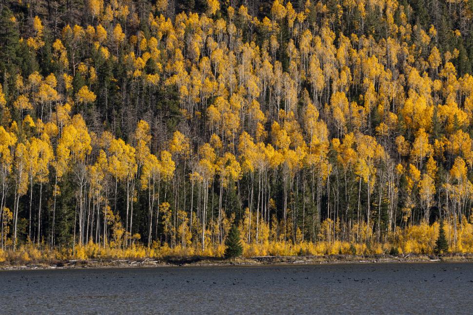 Cel mai greu organism viu din lume pare pădure, dar e un singur copac: Pando are 47.000 de trunchiuri și vârsta de peste 16.000 de ani 1086973