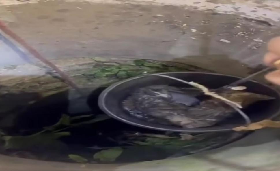 Doi pui de pisică au fost salvaţi de pompieri dintr-o fântână adâncă de 13 metri din judeţul Bihor. Intervenţia specială a fost filmată 1086977