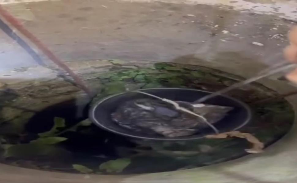 Doi pui de pisică au fost salvaţi de pompieri dintr-o fântână adâncă de 13 metri din judeţul Bihor. Intervenţia specială a fost filmată 1086978