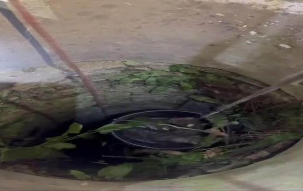 Doi pui de pisică au fost salvaţi de pompieri dintr-o fântână adâncă de 13 metri din judeţul Bihor. Intervenţia specială a fost filmată 1086980