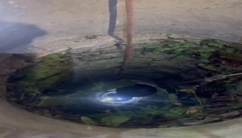 Doi pui de pisică au fost salvaţi de pompieri dintr-o fântână adâncă de 13 metri din judeţul Bihor. Intervenţia specială a fost filmată 1086983