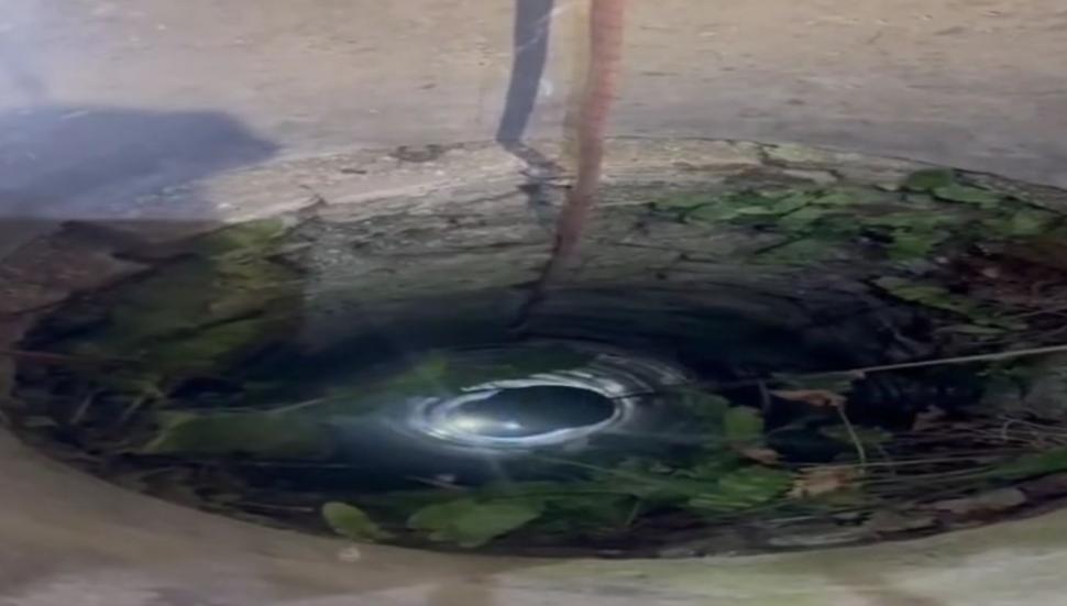 Doi pui de pisică au fost salvaţi de pompieri dintr-o fântână adâncă de 13 metri din judeţul Bihor. Intervenţia specială a fost filmată 1086991