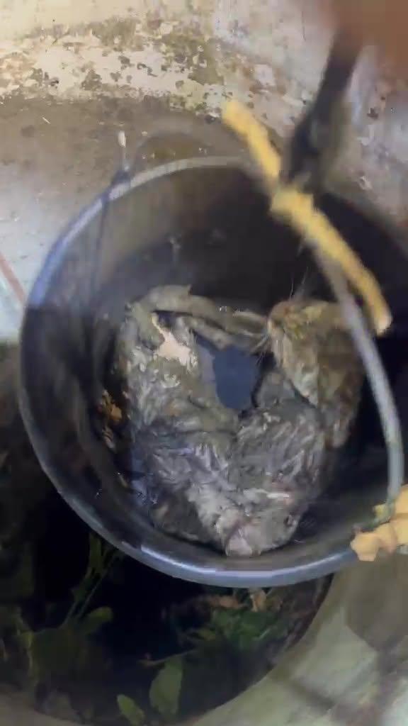 Doi pui de pisică au fost salvaţi de pompieri dintr-o fântână adâncă de 13 metri din judeţul Bihor. Intervenţia specială a fost filmată 1086992