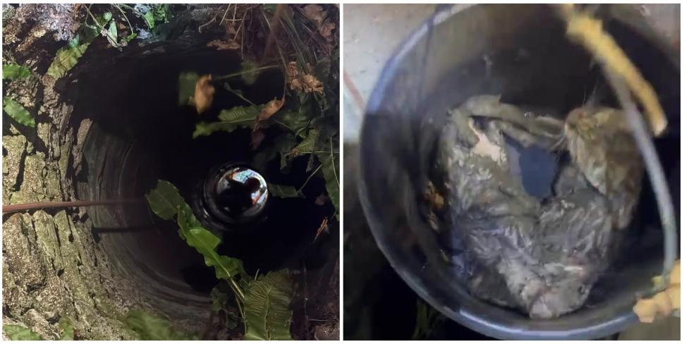 Doi pui de pisică au fost salvaţi de pompieri dintr-o fântână adâncă de 13 metri din judeţul Bihor. Intervenţia specială a fost filmată 1087038