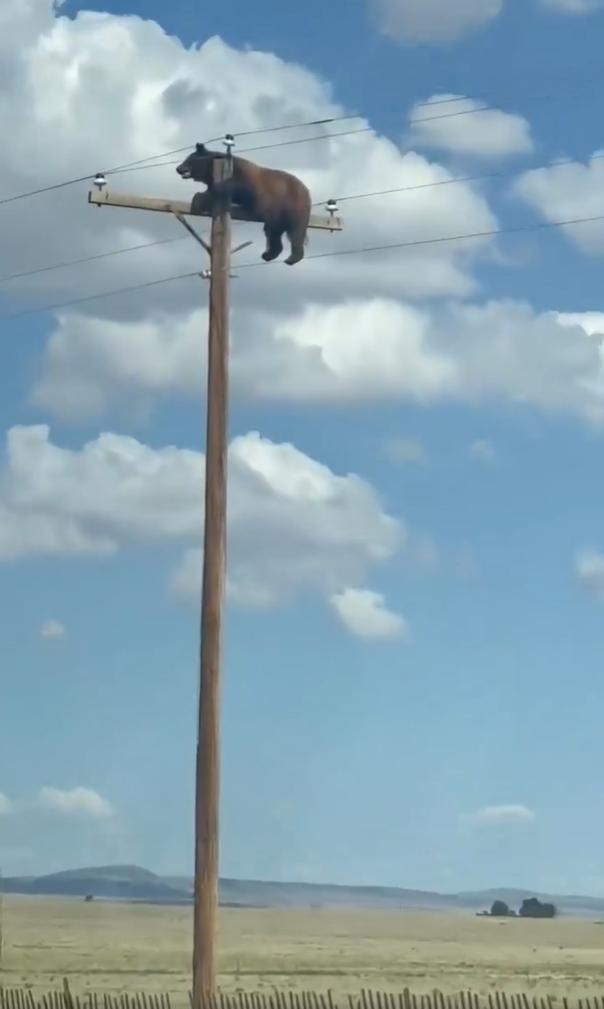 VIDEO Un urs s-a urcat în vârful unui stâlp de iluminat și a rămas blocat acolo: „Chiar nu ne venea să credem ce vedeam” 1087479