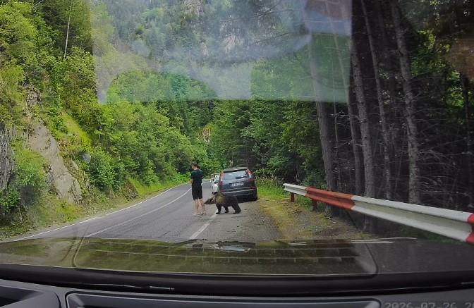Scene ireale pe Transfăgărășan. Un turist ocupat cu telefonul n-a văzut că un urs era în spatele lui și îi adulmeca picioarele 1088580