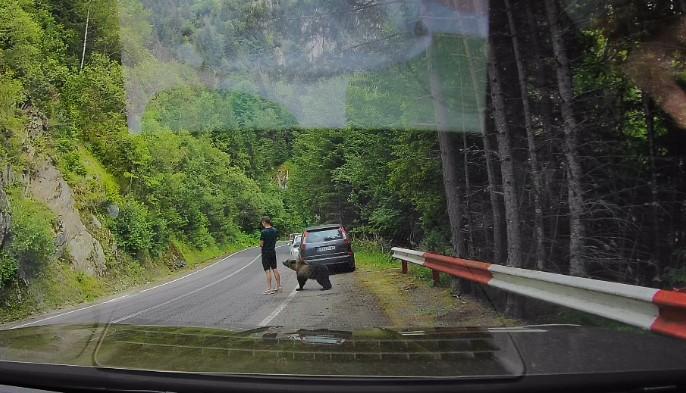 Scene ireale pe Transfăgărășan. Un turist ocupat cu telefonul n-a văzut că un urs era în spatele lui și îi adulmeca picioarele 1088581