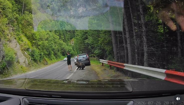 Scene ireale pe Transfăgărășan. Un turist ocupat cu telefonul n-a văzut că un urs era în spatele lui și îi adulmeca picioarele 1088582
