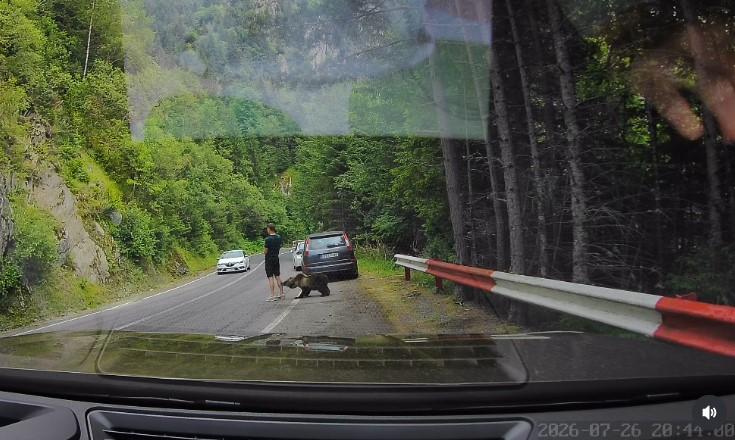 Scene ireale pe Transfăgărășan. Un turist ocupat cu telefonul n-a văzut că un urs era în spatele lui și îi adulmeca picioarele 1088583