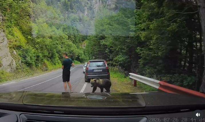 Scene ireale pe Transfăgărășan. Un turist ocupat cu telefonul n-a văzut că un urs era în spatele lui și îi adulmeca picioarele 1088584