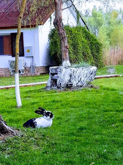 O insulă privată din Delta Dunării se vinde iar prețul tocmai s-a prăbușit. Are locuri de cazare, restaurant și piscină 1089046
