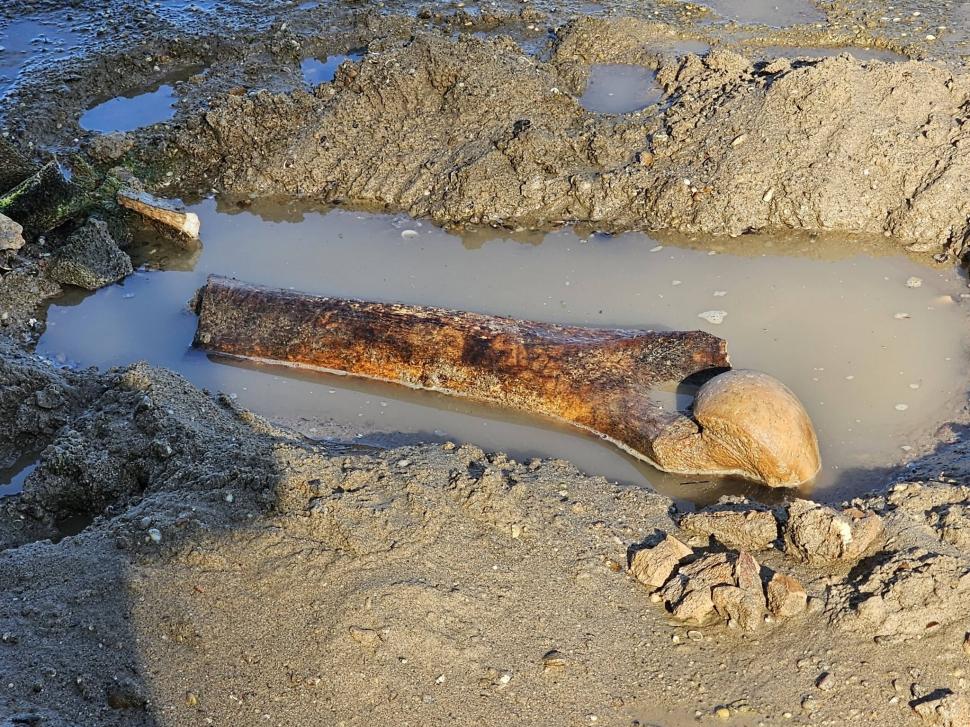Ce se întâmplă cu mamutul descoperit de bulgari pe malul Dunării după scăderea nivelului apei: Specialiștii au o ipoteză surprinzătoare 1089737