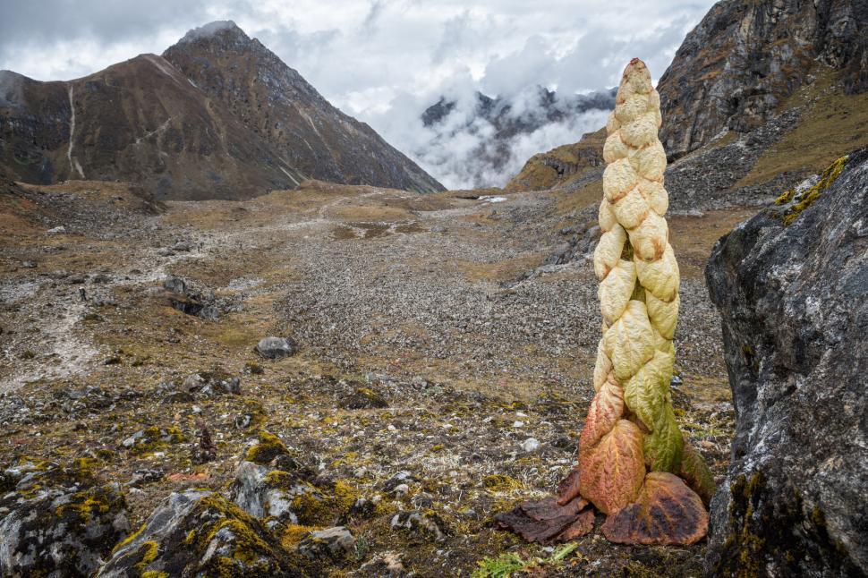 Este mai înaltă decât un om și înflorește o dată în viață. Cea mai ciudată și mai rară floare himalayană care sfidează natura 1090105